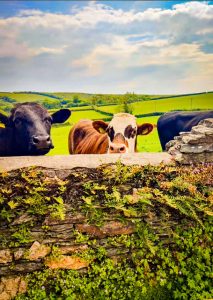 Cows say hi in north Devon